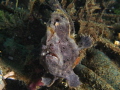 Frogh fish 