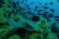 Gliding Over The Reef.  I caught this California Bat Ray as it soared just over the reef by lying quietly in its path until it came to me.  Shot with a Canon T4i and 10-22mm in Ikelite Housing with dual DS51 strobes. 