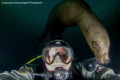 "Photo Bombed" The Stellar Sea Lions of Norris Rocks off Vancouver Island Canada are playful, curious and intelligent animals. Sometimes they just show up at the right time! 