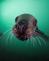 'Whiskers'- A Steller sea lion comes in for a closer look off the coast of Vancouver Island in British Columbia, Canada. 