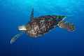 A good friend of mine recently asked if I ever get tired of diving. With so much to see and photograph under the surface, I don't think that's ever going to be possible. Seeing turtles underwater is just one experience which always illicit pure joy. 