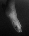 Peering Into Another World - A Steller sea lion swims by off the coast of Vancouver Island, British Columbia. 