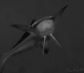 This remora shot was taken with a d300 w/t 105mm vr macro lens 