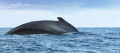 whale watch , El Choco _Colombia 