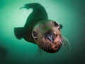 Sea Lion Smooch - A Steller sea lion in the waters off of Vancouver Island, British Columbia 