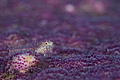 A sneaky Red Banner Blenny scurries over a sea of purple Sergeant Major eggs, possibly in search of an easy meal. 
