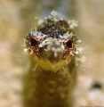 Diamond Pipefish located at Little Little Bight on Utila, Honduras 
