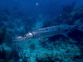 A Barracuda at Looe Key Reef, Florida 