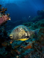 The Puffster ... !

Map Pufferfish - Arothron mappa

Sail Rock, Thailand 