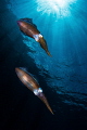 Squid City 