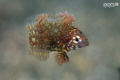 Very small (less than 1 cm) juvenile wrasse hovering over sponges 