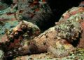 A stonefish in Cocos Island, Costa Rica. 