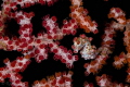 "You cant see me!" (Pygmy Seahorse -Hippocampus bargibanti) 