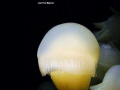 Jellyfish,Port Phillip Bay Melbourne Australia,Jean-Yves Bignoux, 