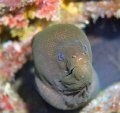 Giant moray 