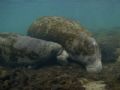 'Manatee nurses her child' from Crystal River (USA). Taken with Olympus E-20 in Titan housing with wide angle lense.'
 