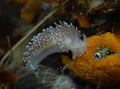 Nudibranch out for a little stroll 