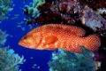 Coral Trout. Shot with Nikon F4. A beautiful fish is prime condition, quite shy at first but soon become inquisitive enough to pose. 