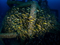 Overspill

Big Eye Snapper - Lutjanus lutjanus

Sail Rock, Thailand 