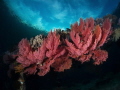 These Gorgonie I've taken in Bangka, North Sulawesi in my recent trip to Indonesia, after diving in the morning,in the afternoon I spend a lot of time in the house reef where, with my Sony RX100, I could stay long on many subjects. 