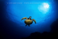 North Shore Honu 