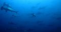The hammerheads of Cocos Island, Costa Rica. 