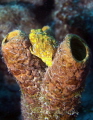 Bonaire, frogfish 