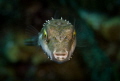 "Gotcha"
Bandtail Puffer Fish 