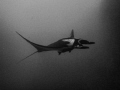 Manta Ray gliding through the water. Shot at Roca Partida. My first liveaboard trip was to the Revillagigedo Islands. 