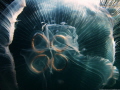 Moon jelly and its fish 