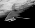 A black and white oceanic white tip shark in action photographed with slow shutter speed 
