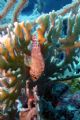 Reef Scorpionfish. I don't know why but these always seem to be found head down on some fire coral. Nikon Coolpix 990, Ikelite Housing & Video Lite 