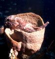 'HANGIN' OUT!' Well... ya don't see this every day. A scorpion fish parked in a basket sponge... and looking at me with the look: 'What are you looking at?' Belize: Housed Nikon F; Niko Mar III housing; 55mm auto-micor Nikkor lens. Enjoy! 