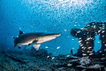 'In The Storm' - Not rain, but fish! Thousands of tiny bait fish appear to rain down on this sand tiger as she swims over the wreck of the Caribsea off the coast of North Carolina. 