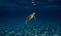 Green sea turtle 