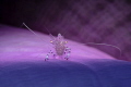 juvenile shrimp on anemone 