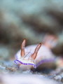 Cruise Control

Nudibranch - Hypselodoris sp.

Samran Pinnacle, Thailand 