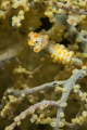 Yellow Pygmy Seahorse Hippocampus Bargibanti 