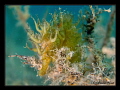 Sea horse 