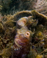A seaweed blenny fights with his own reflection created with a small compact mirror put next to his hole. 