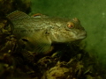Round Goby
Welland Scuba Park 
