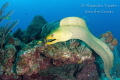Green Morey in the Reef, San Pedro Belize 