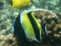 Moorish Idol in waters of coast of Big Island Hawaii 