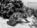 When your strobes fail at 58fsw, make the best of your situation and convert to B&W.  This turtle was checking out his reflection in my dome port. 