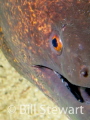 Moray Eel shot during a dive at Sabang Point, Puerto Galera, Philippines on August 25th, 2016. 