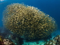 Hank·er·ing

Oxeye Scad - Selar boops

Sail Rock, Thailand 