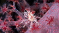 Soft Coral Crab, nightdive at Shinkoku Maru, Chuuk 