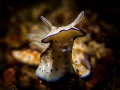 A happy slug 