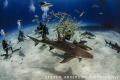 Divers photograph sharks in the clear blue water of the Bahamas 