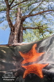 I found this starfish climbing over mangrove tree roots. Once it got near the surface of the water, I was able to frame the photograph I wanted: both the over-under view, as well as the reflection of the starfish on the surface of the water. 